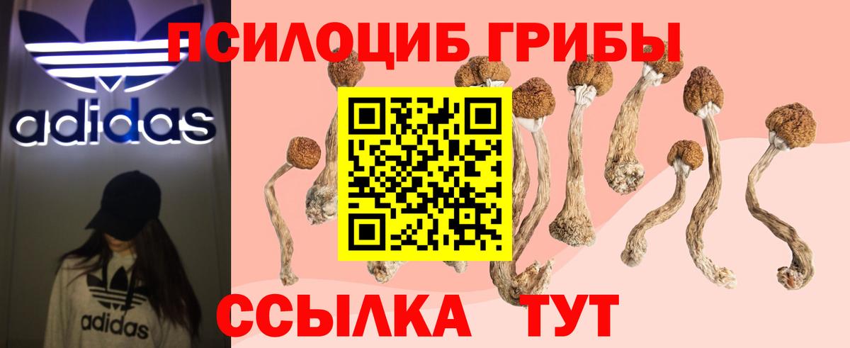Псилоцибиновые грибы Psilocybine cubensis Электросталь
